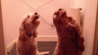 Cockapoo Dogs Singing On Command [upl. by Blainey]