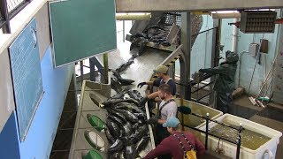 Salmon River Hatchery  Eggtake amp Fertilization Process [upl. by Eirdua411]