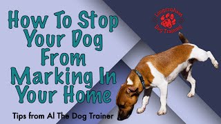 How To Stop Your Dog From Marking In Your Home  Tips From Al The Dog Trainer [upl. by Kinsman]