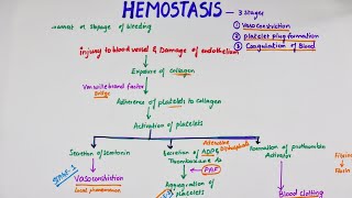 Hemostasis  Easy Flowchart  Physiology [upl. by Nnairek]