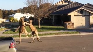 Watch Dramatic kangaroo fight unfolds on suburban Australia street [upl. by Timoteo]