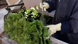 Romaine lettuce warning after E coli outbreak [upl. by Reilamag]