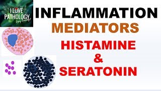 INFLAMMATION Part 4 Chemical Mediators HISTAMINE amp SEROTONIN [upl. by Einna]