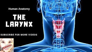 Human anatomy  The Larynx [upl. by Nwahsat]