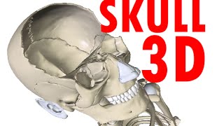 Skull Anatomy  Bones and Structures  Head Anatomy 1 [upl. by Nahtiek356]