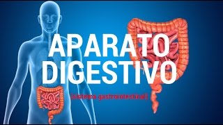 Aparato digestivo sistema gastrointestinal [upl. by Nahshunn]