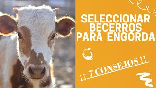 CÓMO SELECCIONAR BECERROS PARA ENGORDA 🐂  ¡7 CONSEJOS 🐂 [upl. by Juanne886]