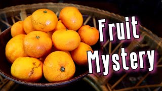 SATSUMA  The Incredible History Behind New Orleans Favorite Fruit  Weird Fruit Explorer [upl. by Adnilrem744]