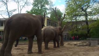 Asiatische Elefanten im Berliner Zoo pflanzen sich fort [upl. by Theis]