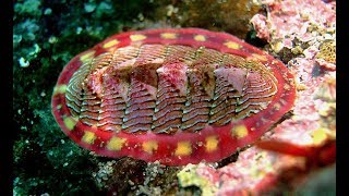 Facts The Chiton [upl. by Yetsirhc43]