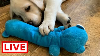 LIVE STREAM Puppy Cam  Cutest Lab Puppies at Play [upl. by Lenee456]