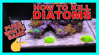 How To Kill Diatoms  Reef Tank Diatoms  Diatoms Update [upl. by Johiah702]