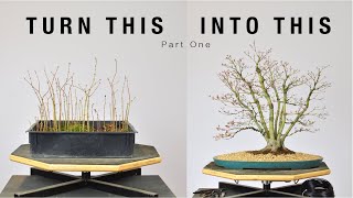 Turn Japanese Maple Seedlings into a Clump Style Bonsai Part 1  BonsaiU [upl. by Garaway]