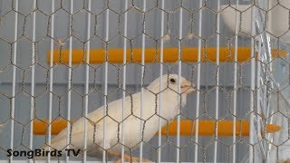 Male Canary Singing 4K [upl. by Laing172]