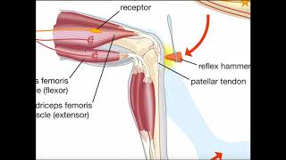 The Muscle Spindle Reflex Arc Stretch or Patellar Reflex [upl. by Eislek]