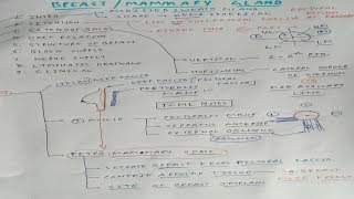 Mammary gland Anatomy  1  TCML [upl. by Iney189]