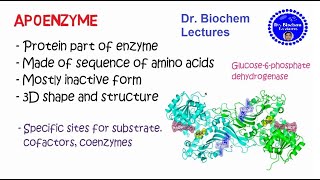 Enzymes Structure and Properties [upl. by Rawdon]