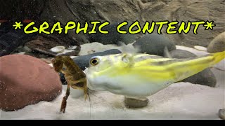 Brutal Fahaka Puffer Fish Feeding Competition  GRAPHIC CONTENT [upl. by Laertnom]