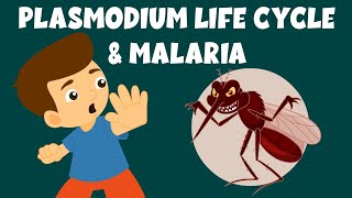 Life Cycle of Plasmodium  Malaria and the Life Cycle of Plasmodium  Video for Kids [upl. by Leahcimaj]