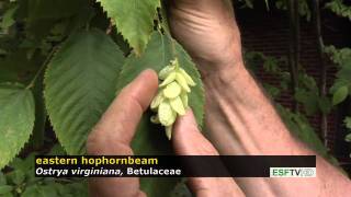 Trees with Don Leopold  eastern hophornbeam [upl. by Nanfa707]