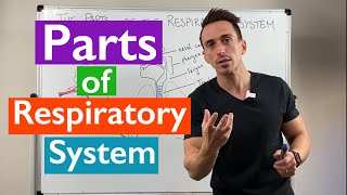 Parts of the Respiratory System  Overview [upl. by Eeruhs]