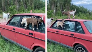 Young Goats Climbs On Top Of Car [upl. by Wilhide]