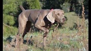 Trax Weimaraners in action [upl. by Etaner]