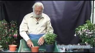 Taking Fuchsias Cuttings [upl. by Pepito]