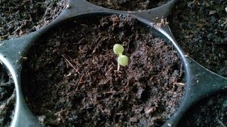 Growing paulownia tomentosa from seed step by step 271116 part1 [upl. by Bevers]