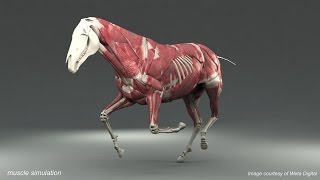 Weta Digital Horse FEM Simulation [upl. by Halet]