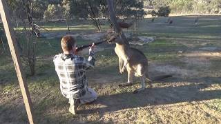 Australias shame Kangaroo cruelty [upl. by Pattani]