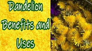 Dandelion Uses and Benefits [upl. by Wynn]