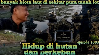 mencari biota laut di sekitar pura tanah lot warta petani muda hidup di hutan [upl. by Fahy]