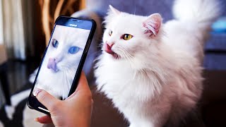 Cats Try To Get Tiktok Famous Compilation [upl. by Drahsir]