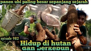 panen ubi terbesar sepanjang sejarah di lahan pak mawi life in the forest warta petani muda [upl. by Lrae]