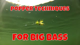 FLY FISHING TECHNIQUES FOR BIG BASS [upl. by Courtenay]