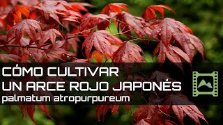 Cómo cultivar un Arce japonés palmatum atropurpureum  LdN [upl. by Valentine586]