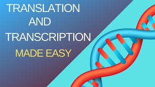 Basic Steps of Translation and Transcription [upl. by Bennir511]