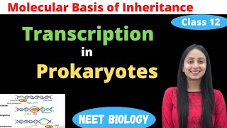 Transcription in Prokaryotes  Class 12 Genetics  NEET Biology [upl. by Mccourt]