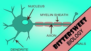 Action Potential Explained  The Neuron [upl. by Norreg538]