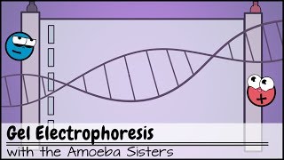 Gel Electrophoresis [upl. by Harrell375]