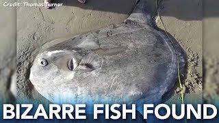 Hoodwinker sunfish washes up on California beach [upl. by Sherri]