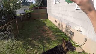 German shepherd jumps over 6 ft wall [upl. by Oak558]