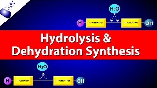 Hydrolysis and Dehydration Synthesis [upl. by Phox]