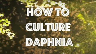 How To Culture Daphnia Magna [upl. by Trygve558]