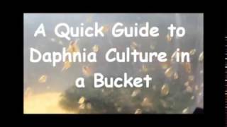 How to culture daphnia outside [upl. by Mima]