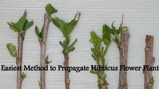 Easiest Method to Propagate Hibiscus Flower Plant [upl. by Attennek]