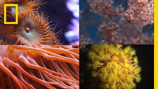 Coral Reefs 101  National Geographic [upl. by Rise]