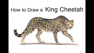 How to Draw a King Cheetah [upl. by Ielerol290]