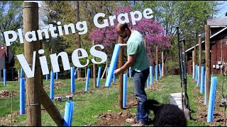 How to Plant Wine Grapes [upl. by Trstram]